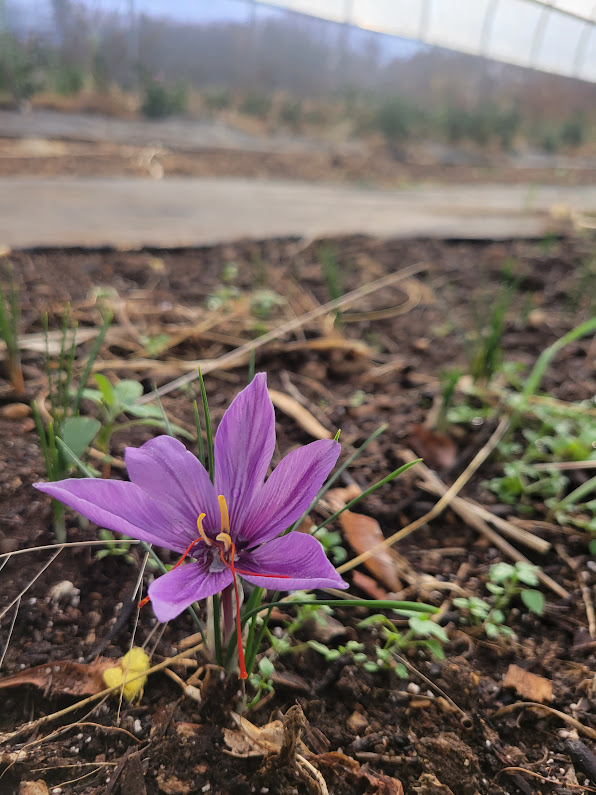 Growing Saffron How To Grow Saffron Crocus Bulbs